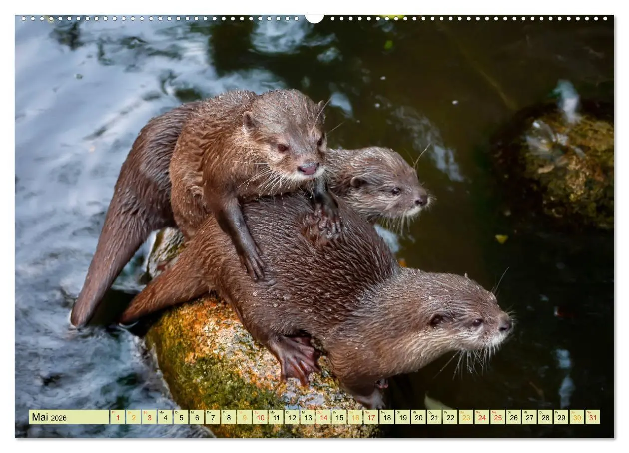 Bild: 9783457743164 | Fischotter - putzige Kerlchen und elegante Schwimmer (hochwertiger...