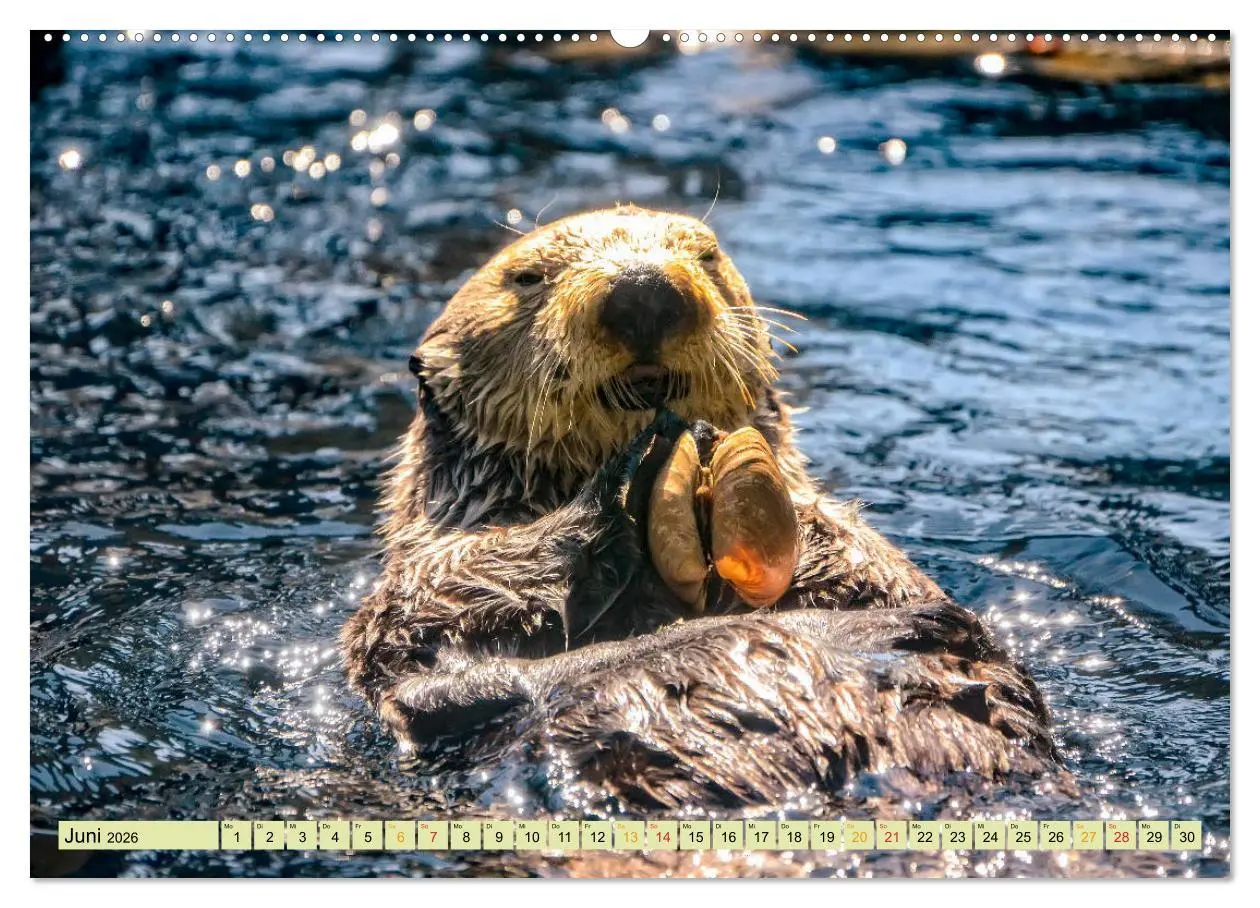 Bild: 9783457743164 | Fischotter - putzige Kerlchen und elegante Schwimmer (hochwertiger...