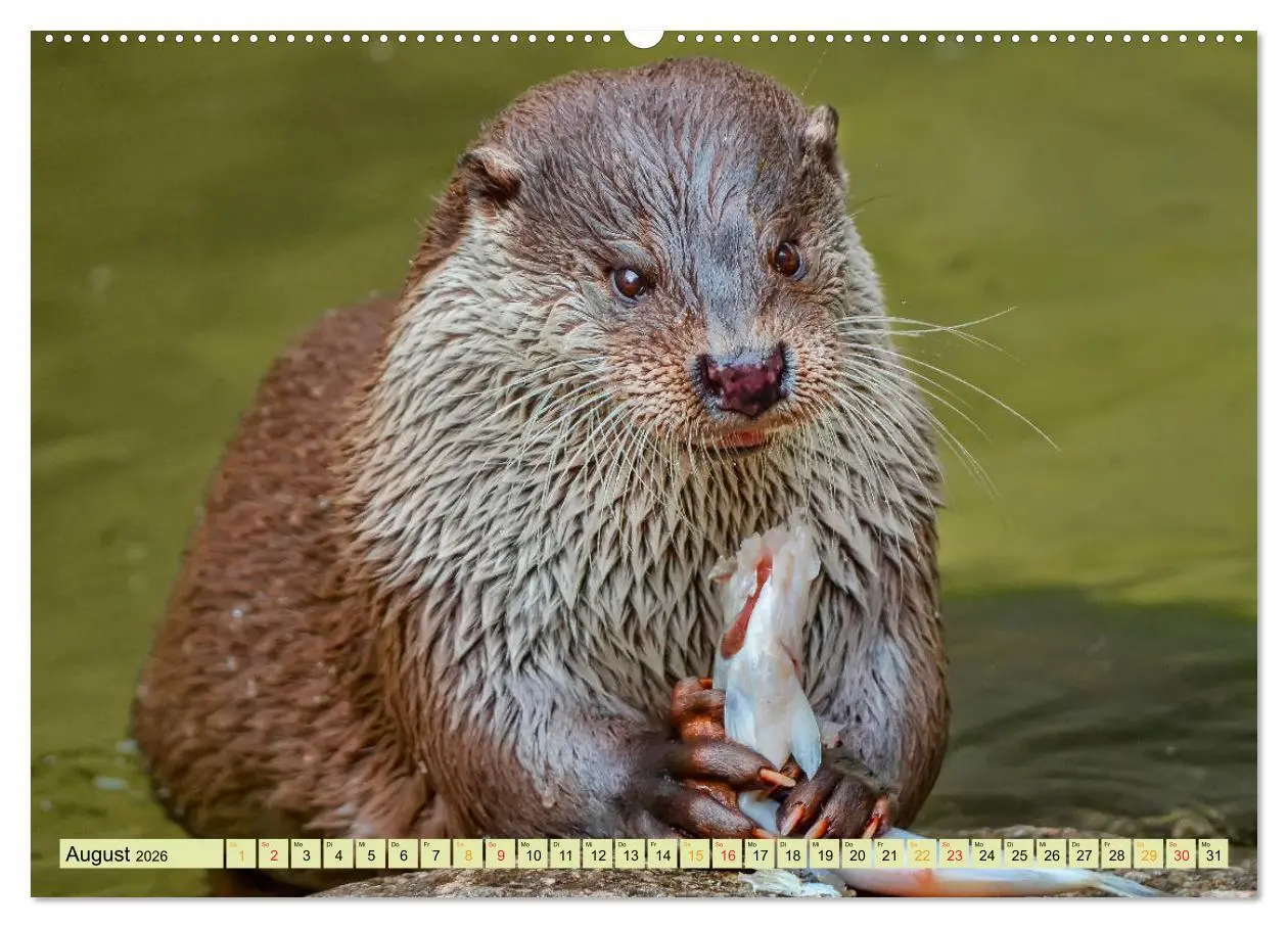 Bild: 9783457743164 | Fischotter - putzige Kerlchen und elegante Schwimmer (hochwertiger...