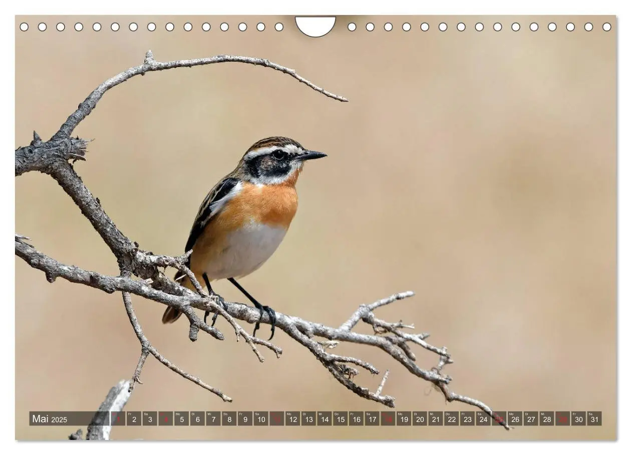 Bild: 9783435193264 | Heimische Singvögel in Feld und Flur (Wandkalender 2025 DIN A4...