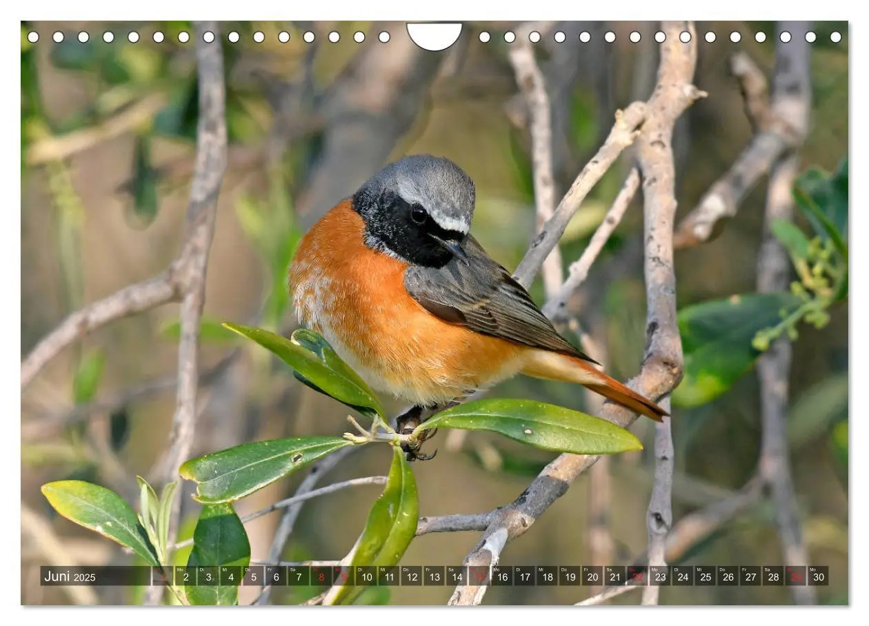 Bild: 9783435193264 | Heimische Singvögel in Feld und Flur (Wandkalender 2025 DIN A4...