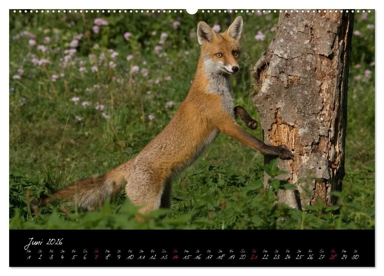 Bild: 9783516203264 | Rotfuchs - Impressionen (hochwertiger Premium Wandkalender 2026 DIN...