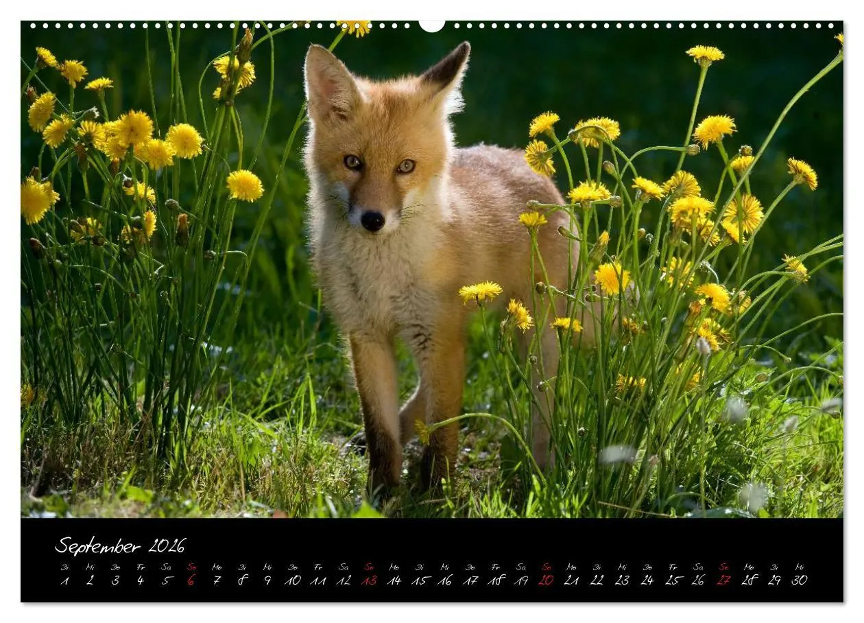 Bild: 9783516203264 | Rotfuchs - Impressionen (hochwertiger Premium Wandkalender 2026 DIN...