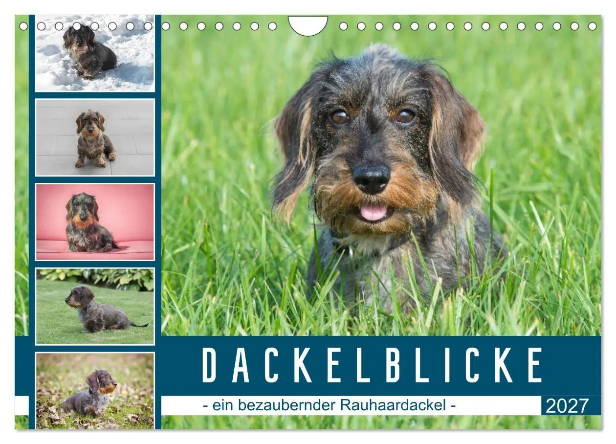 Cover: 9783569533264 | Dackelblicke - ein bezaubernder Rauhaardackel (Wandkalender 2027...
