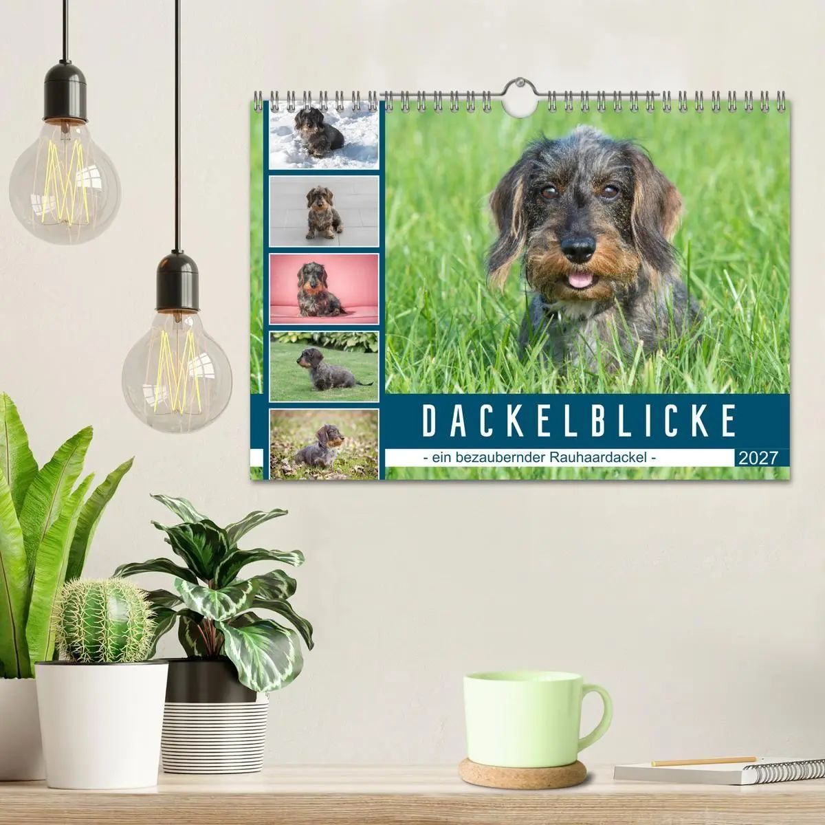 Bild: 9783569533264 | Dackelblicke - ein bezaubernder Rauhaardackel (Wandkalender 2027...