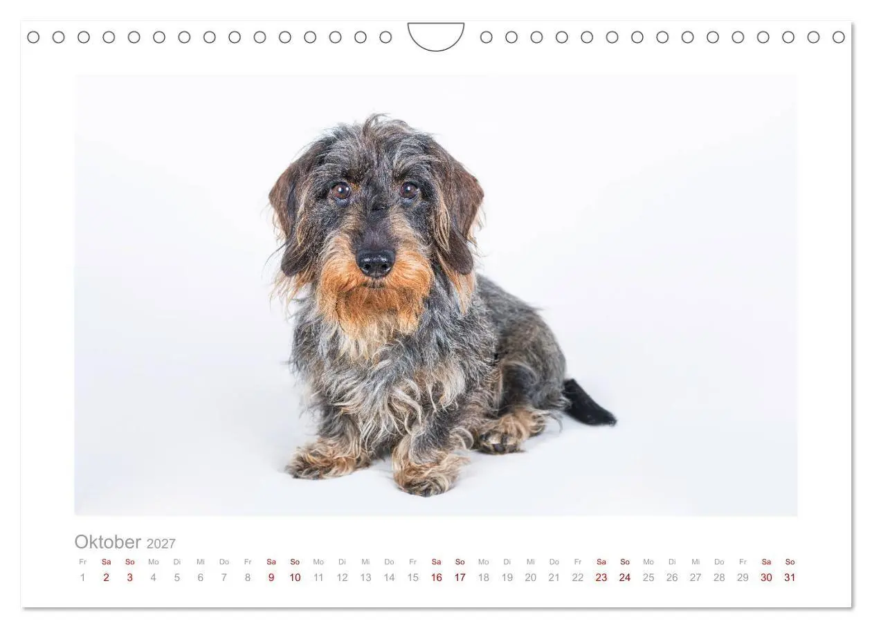 Bild: 9783569533264 | Dackelblicke - ein bezaubernder Rauhaardackel (Wandkalender 2027...