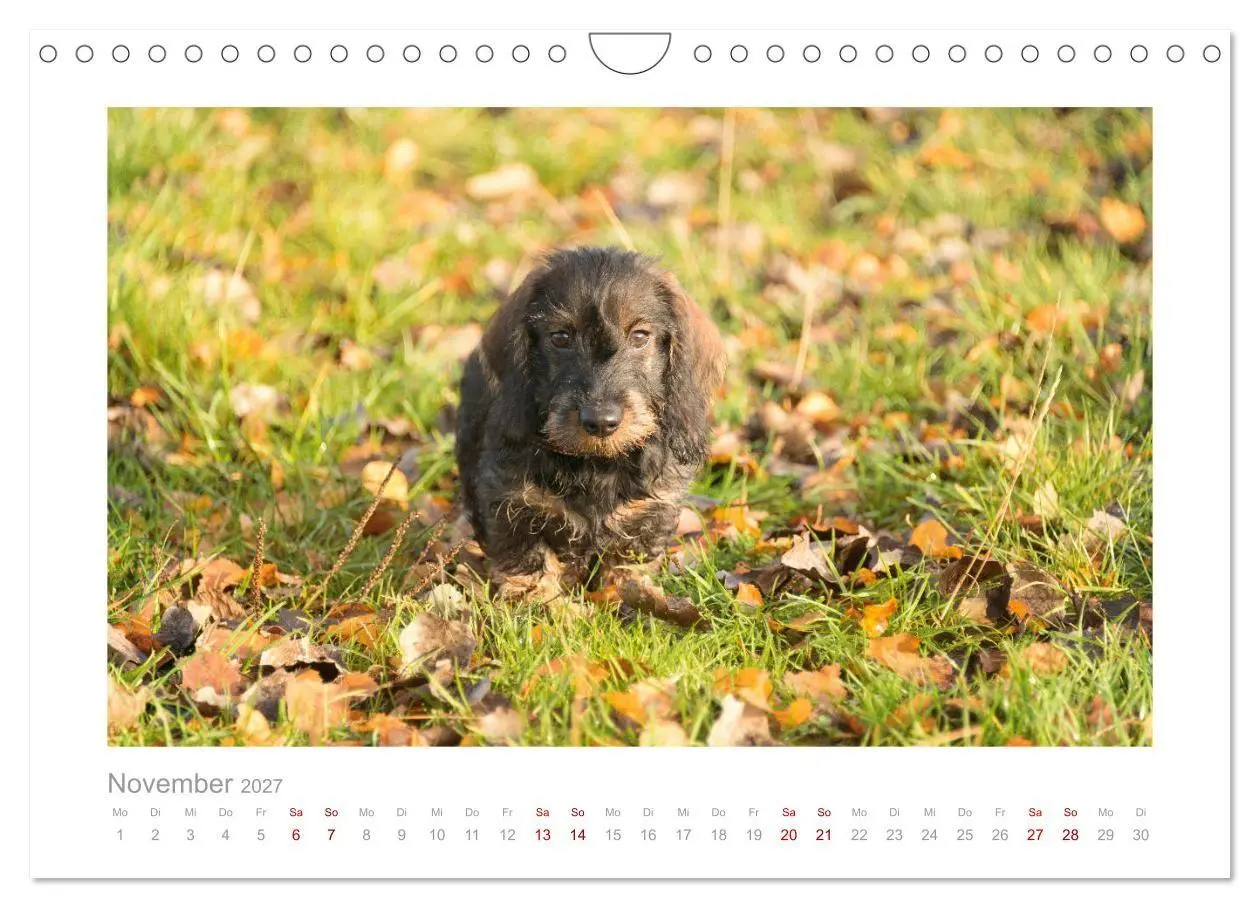 Bild: 9783569533264 | Dackelblicke - ein bezaubernder Rauhaardackel (Wandkalender 2027...