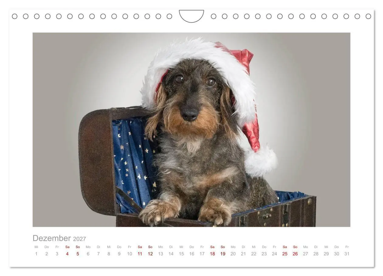 Bild: 9783569533264 | Dackelblicke - ein bezaubernder Rauhaardackel (Wandkalender 2027...