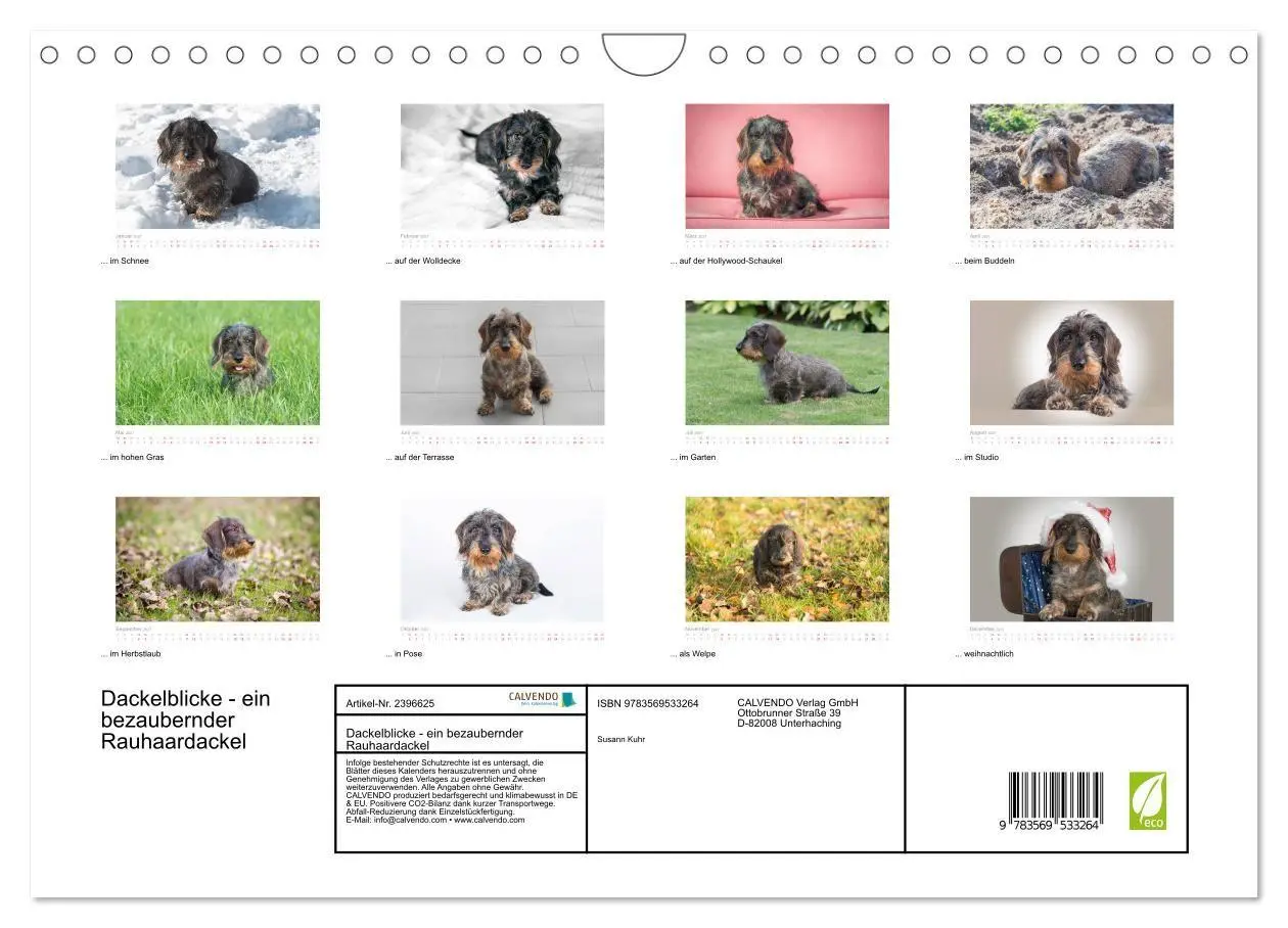 Bild: 9783569533264 | Dackelblicke - ein bezaubernder Rauhaardackel (Wandkalender 2027...