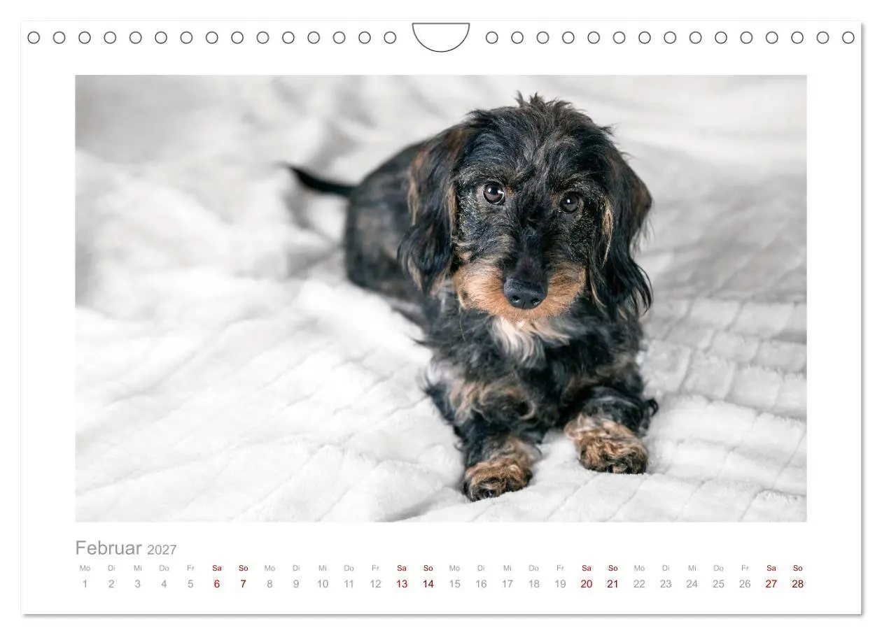Bild: 9783569533264 | Dackelblicke - ein bezaubernder Rauhaardackel (Wandkalender 2027...