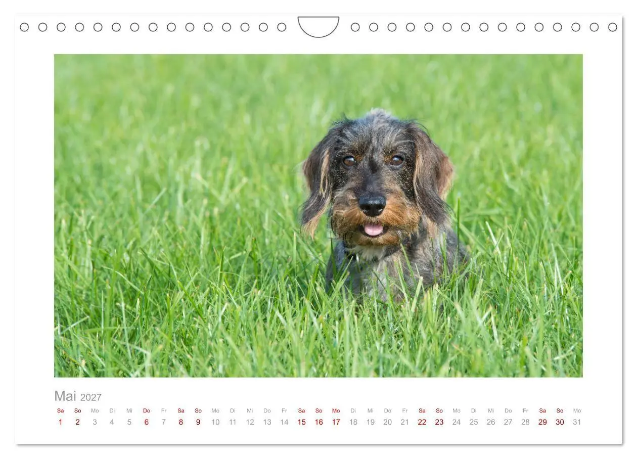 Bild: 9783569533264 | Dackelblicke - ein bezaubernder Rauhaardackel (Wandkalender 2027...