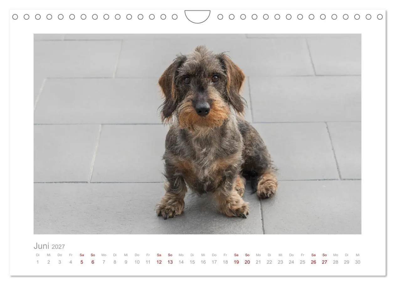 Bild: 9783569533264 | Dackelblicke - ein bezaubernder Rauhaardackel (Wandkalender 2027...