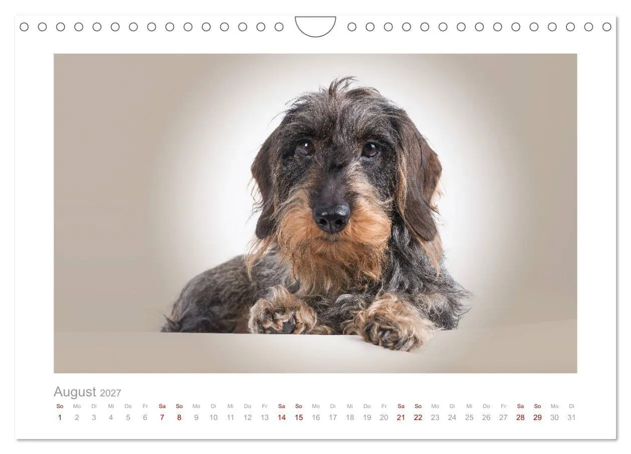 Bild: 9783569533264 | Dackelblicke - ein bezaubernder Rauhaardackel (Wandkalender 2027...
