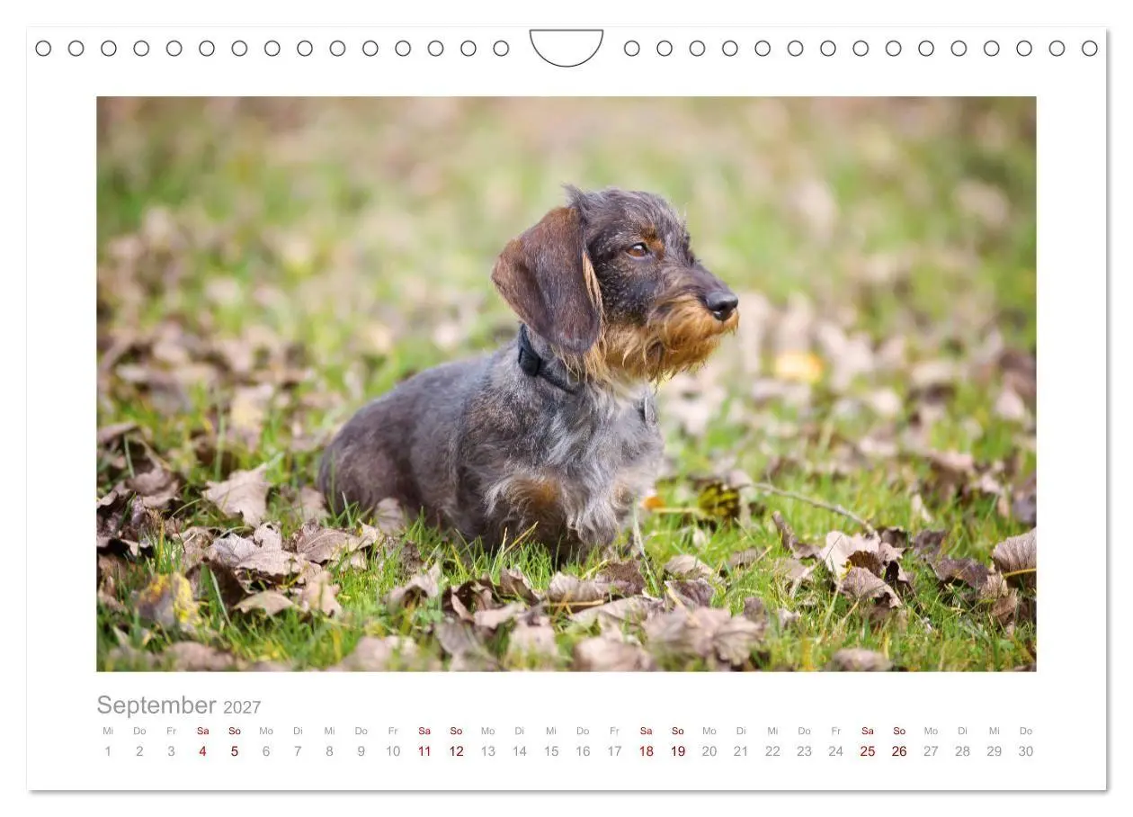 Bild: 9783569533264 | Dackelblicke - ein bezaubernder Rauhaardackel (Wandkalender 2027...
