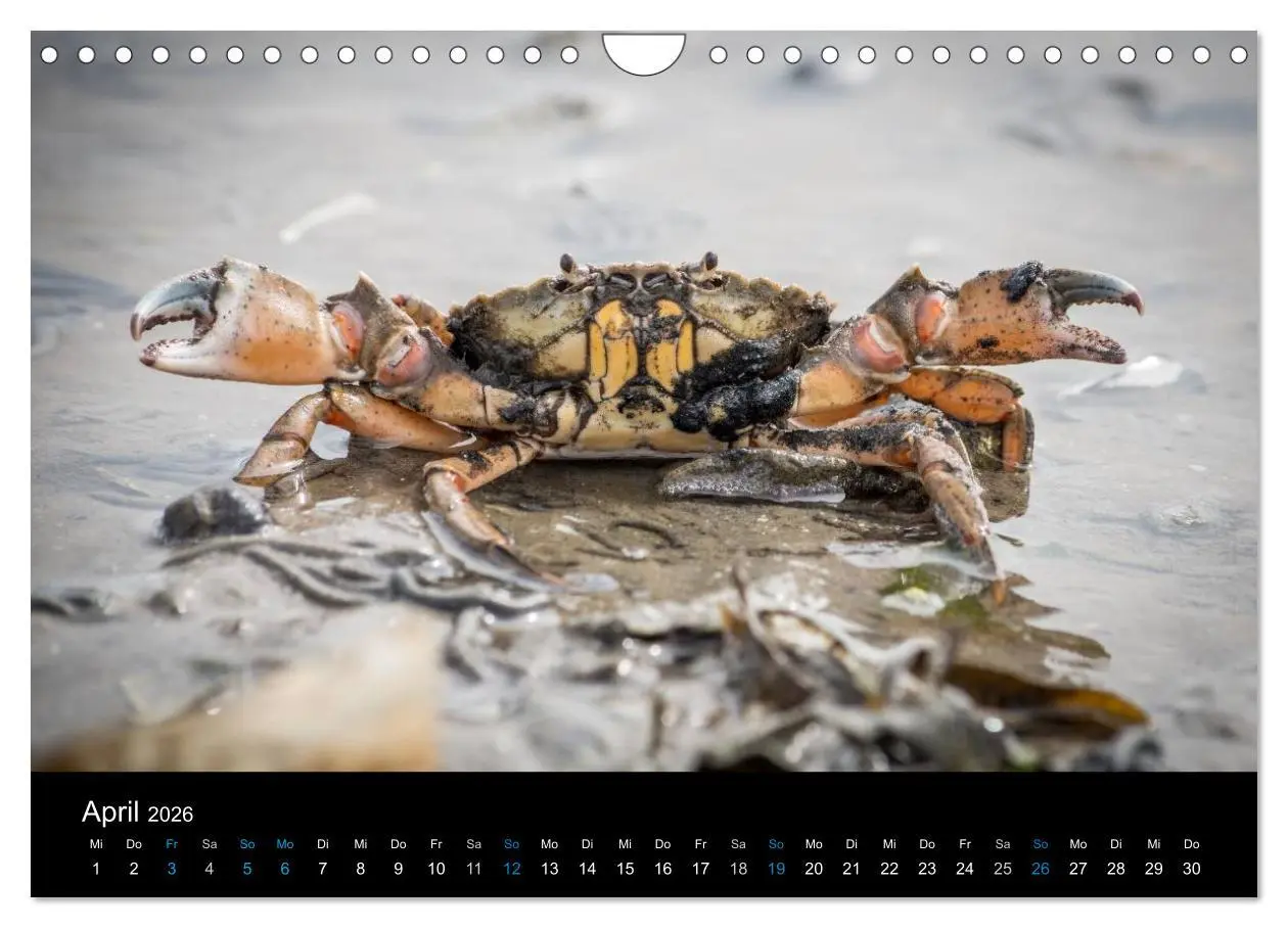 Bild: 9783457953464 | Grüße aus Texel (Wandkalender 2026 DIN A4 quer), CALVENDO...