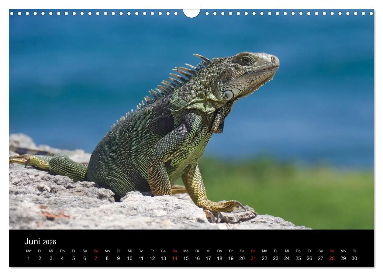 Bild: 9783457943564 | Trauminsel Puerto Rico (Wandkalender 2026 DIN A3 quer), CALVENDO...
