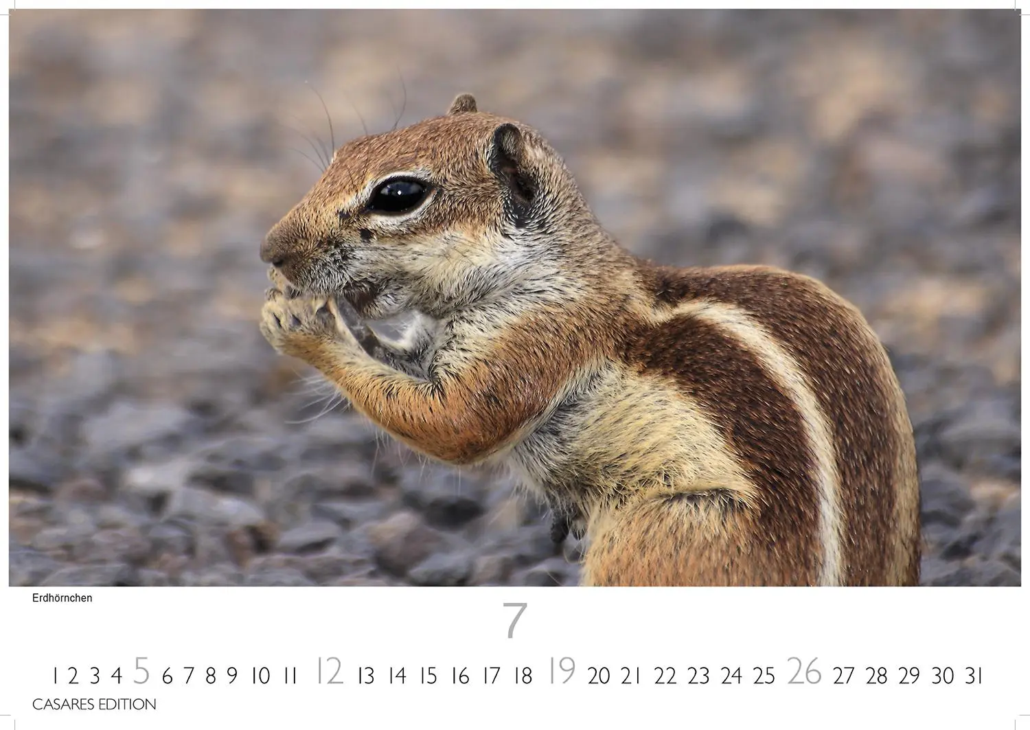 Bild: 9781835243664 | Fuerteventura 2026 L 35x50cm | Kalender | 14 S. | Deutsch | 2026