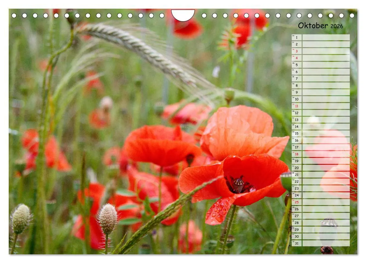 Bild: 9783457933664 | Klatschmohn im Feld (Wandkalender 2026 DIN A4 quer), CALVENDO...