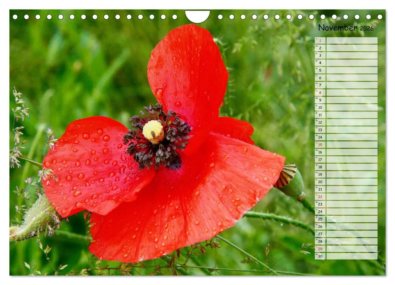 Bild: 9783457933664 | Klatschmohn im Feld (Wandkalender 2026 DIN A4 quer), CALVENDO...