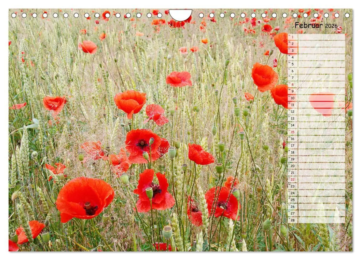 Bild: 9783457933664 | Klatschmohn im Feld (Wandkalender 2026 DIN A4 quer), CALVENDO...