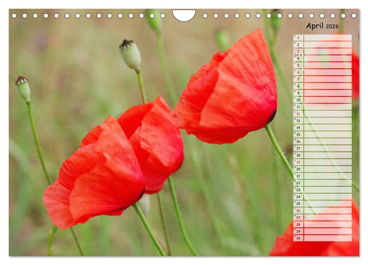 Bild: 9783457933664 | Klatschmohn im Feld (Wandkalender 2026 DIN A4 quer), CALVENDO...