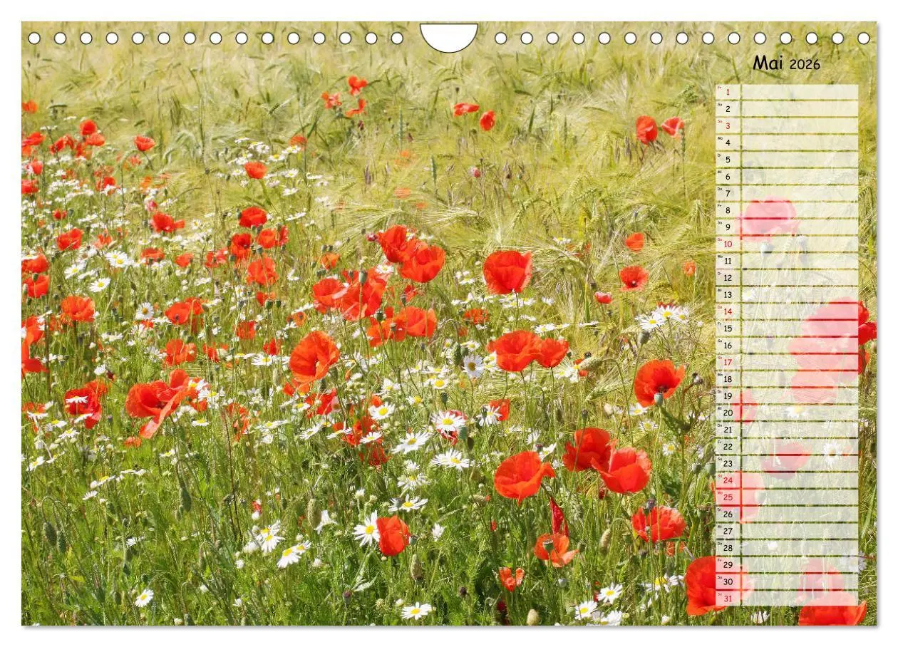 Bild: 9783457933664 | Klatschmohn im Feld (Wandkalender 2026 DIN A4 quer), CALVENDO...