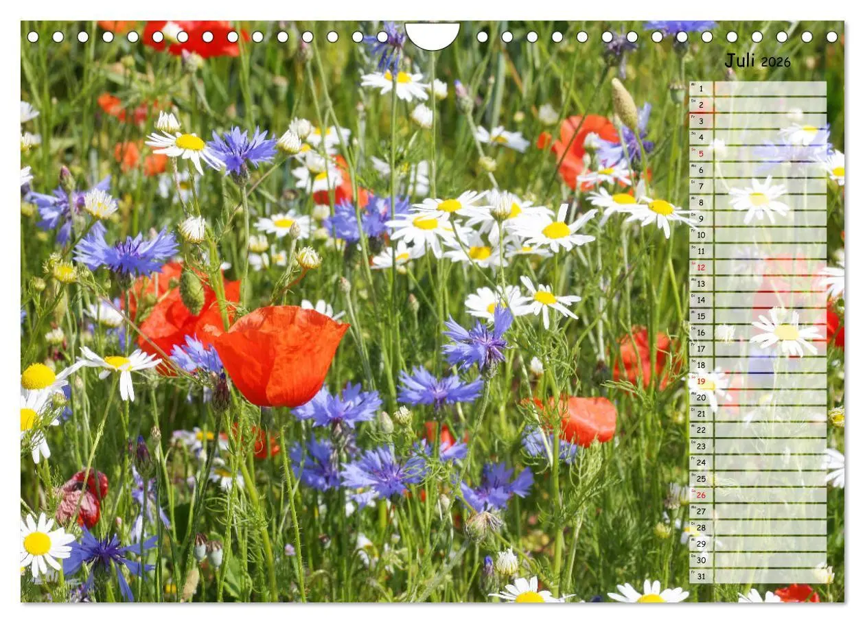Bild: 9783457933664 | Klatschmohn im Feld (Wandkalender 2026 DIN A4 quer), CALVENDO...
