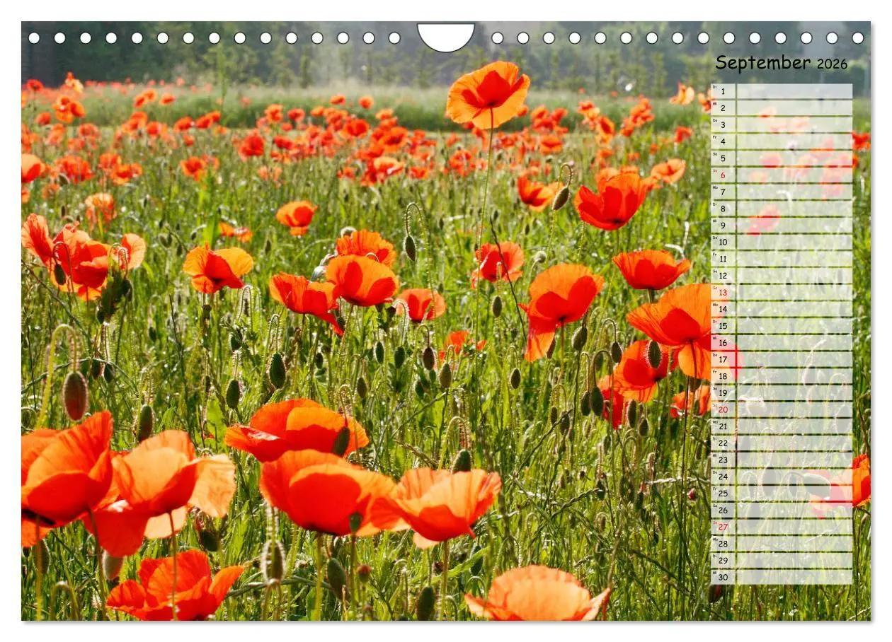 Bild: 9783457933664 | Klatschmohn im Feld (Wandkalender 2026 DIN A4 quer), CALVENDO...