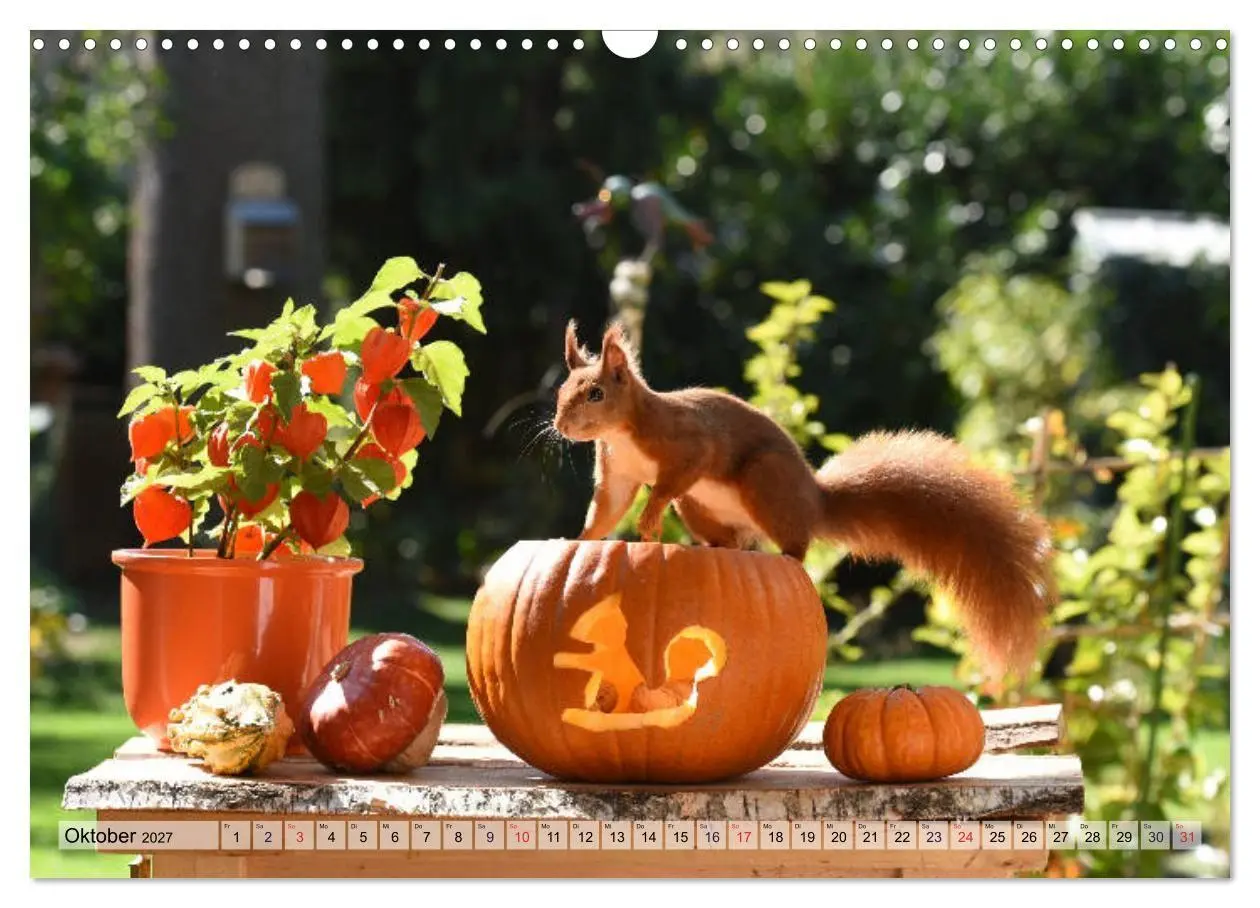 Bild: 9783569973664 | Eichhörnchen-Spaß (Wandkalender 2027 DIN A3 quer), CALVENDO...