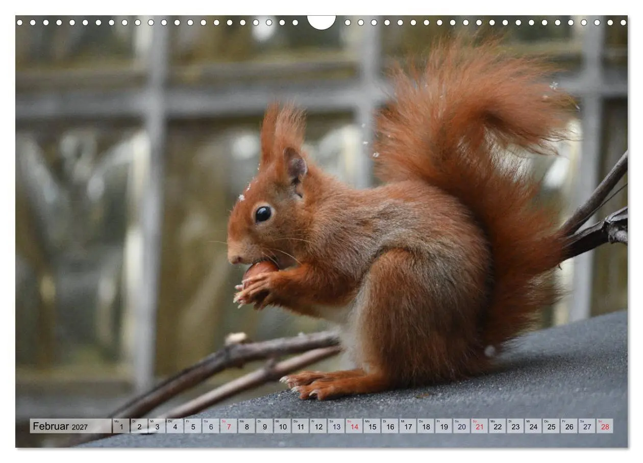 Bild: 9783569973664 | Eichhörnchen-Spaß (Wandkalender 2027 DIN A3 quer), CALVENDO...