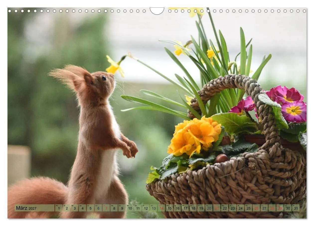 Bild: 9783569973664 | Eichhörnchen-Spaß (Wandkalender 2027 DIN A3 quer), CALVENDO...