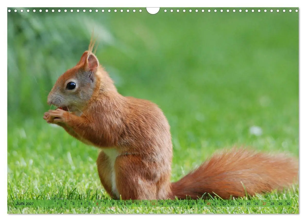 Bild: 9783569973664 | Eichhörnchen-Spaß (Wandkalender 2027 DIN A3 quer), CALVENDO...