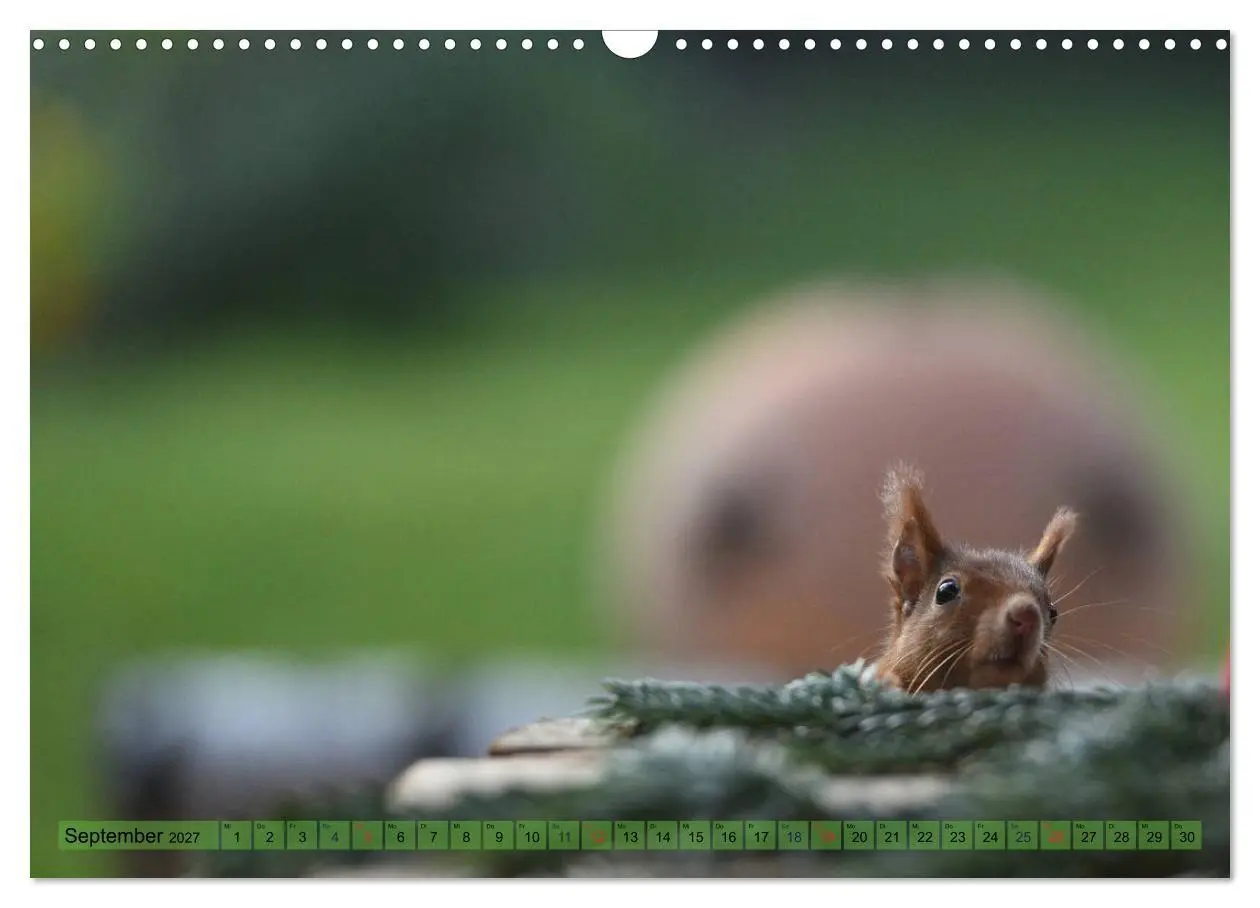 Bild: 9783569973664 | Eichhörnchen-Spaß (Wandkalender 2027 DIN A3 quer), CALVENDO...