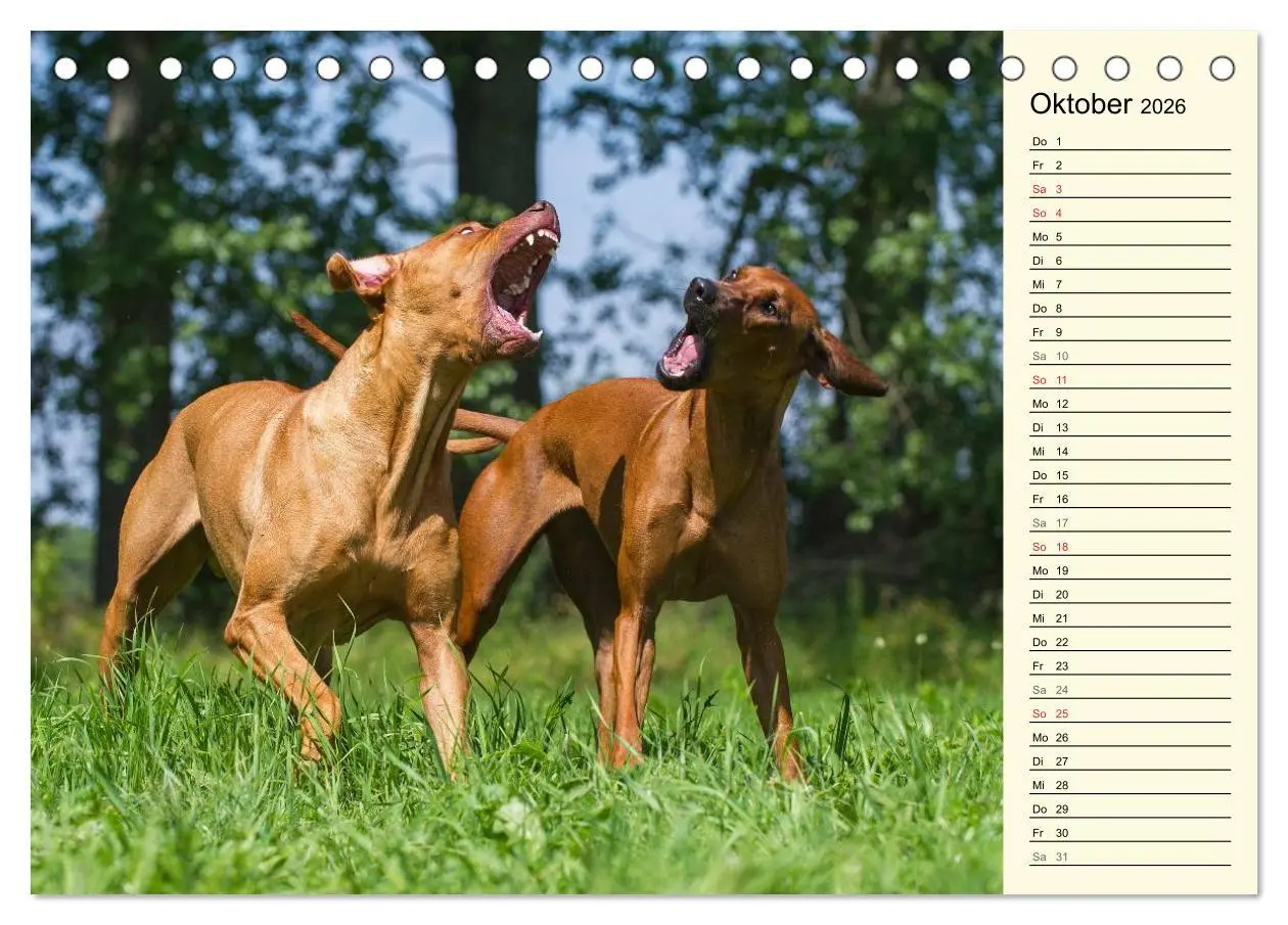 Bild: 9783516003864 | Rhodesian Ridgeback 2026 (Tischkalender 2026 DIN A5 quer), CALVENDO...