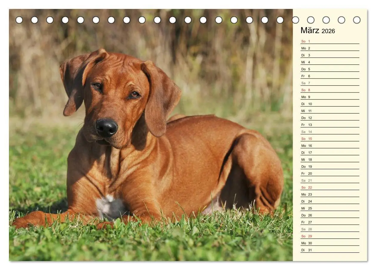 Bild: 9783516003864 | Rhodesian Ridgeback 2026 (Tischkalender 2026 DIN A5 quer), CALVENDO...