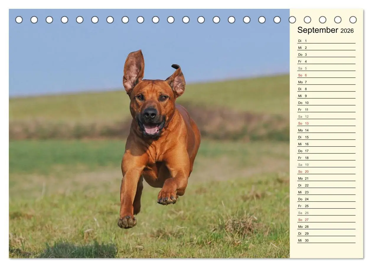 Bild: 9783516003864 | Rhodesian Ridgeback 2026 (Tischkalender 2026 DIN A5 quer), CALVENDO...