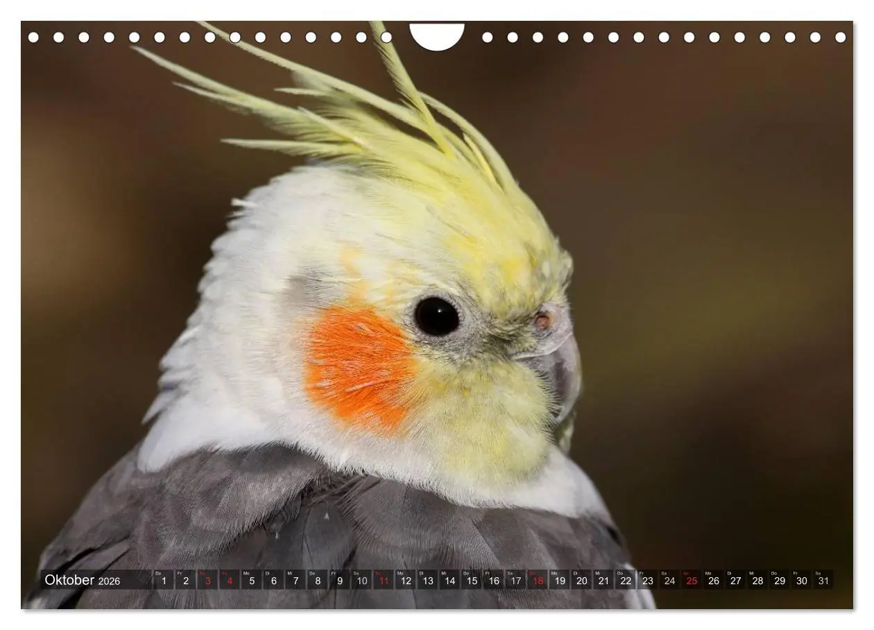 Bild: 9783516173864 | Nymphensittiche (Wandkalender 2026 DIN A4 quer), CALVENDO...