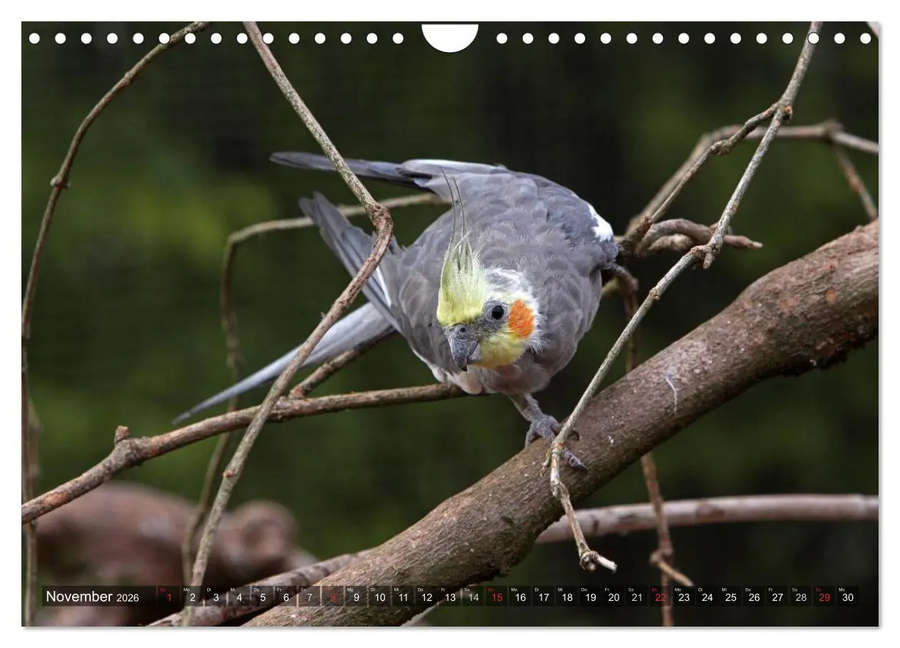 Bild: 9783516173864 | Nymphensittiche (Wandkalender 2026 DIN A4 quer), CALVENDO...