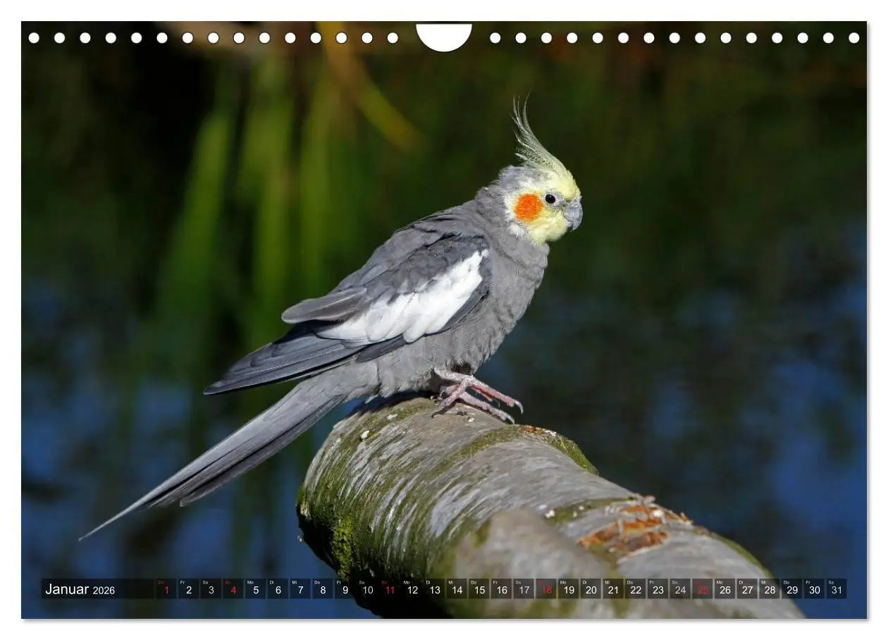 Bild: 9783516173864 | Nymphensittiche (Wandkalender 2026 DIN A4 quer), CALVENDO...