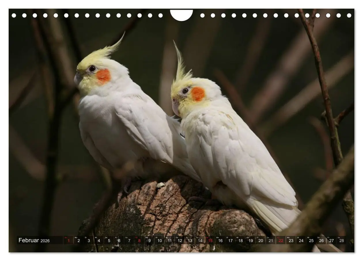Bild: 9783516173864 | Nymphensittiche (Wandkalender 2026 DIN A4 quer), CALVENDO...