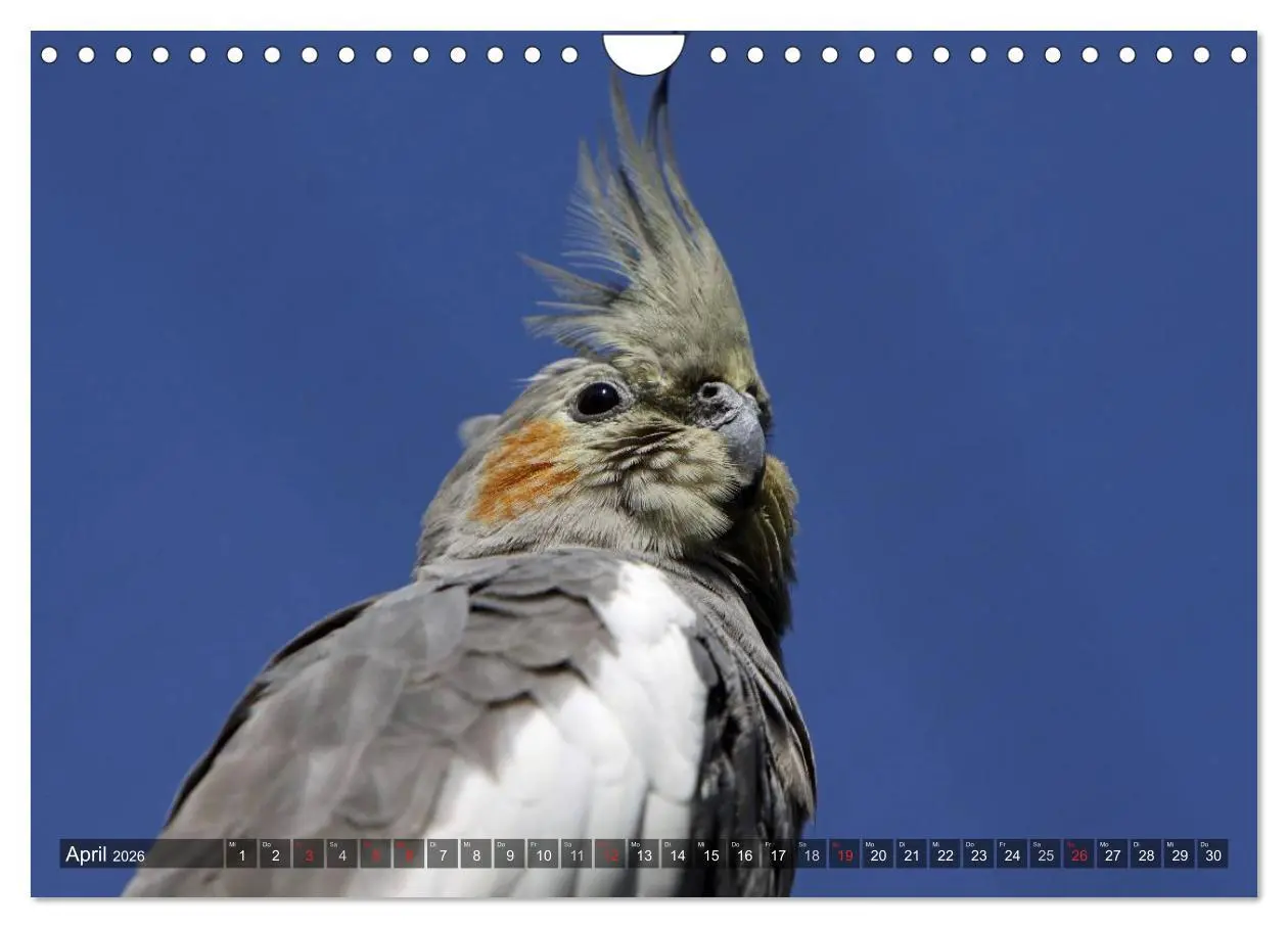 Bild: 9783516173864 | Nymphensittiche (Wandkalender 2026 DIN A4 quer), CALVENDO...