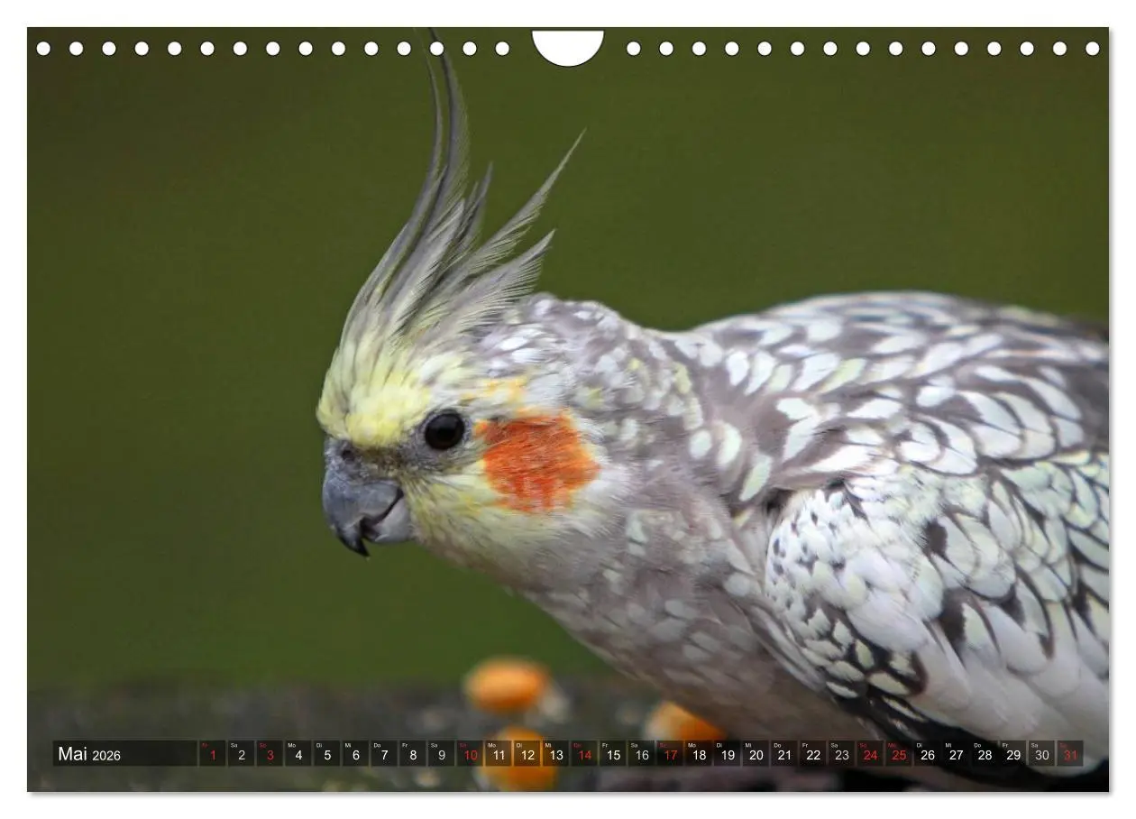 Bild: 9783516173864 | Nymphensittiche (Wandkalender 2026 DIN A4 quer), CALVENDO...