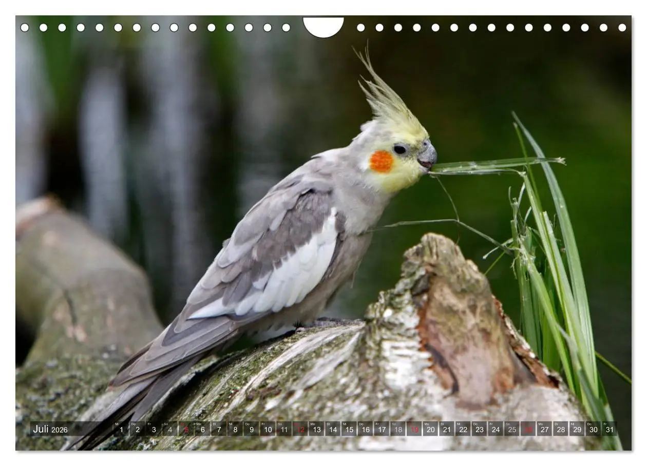 Bild: 9783516173864 | Nymphensittiche (Wandkalender 2026 DIN A4 quer), CALVENDO...