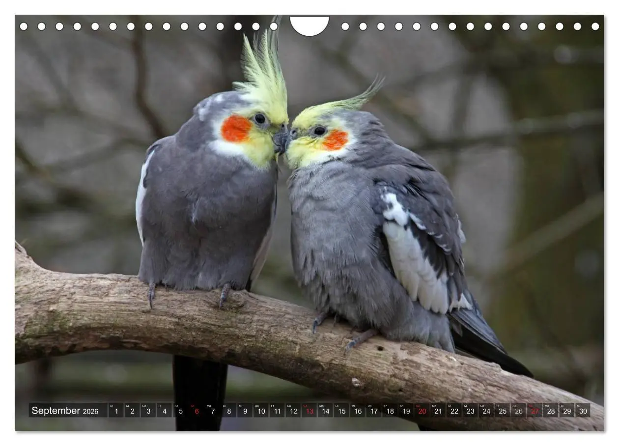 Bild: 9783516173864 | Nymphensittiche (Wandkalender 2026 DIN A4 quer), CALVENDO...