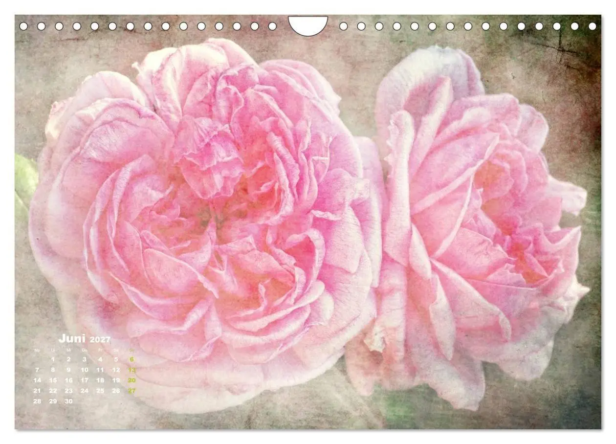 Bild: 9783594073964 | Rosen Romantik (Wandkalender 2027 DIN A4 quer), CALVENDO...