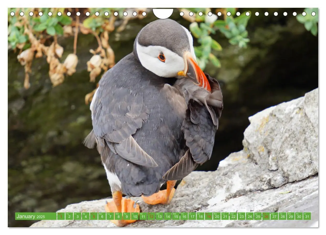 Bild: 9781325944064 | Puffins - small birds very big (Wall Calendar 2025 DIN A4...