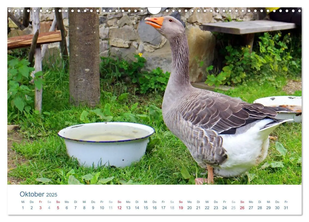Bild: 9783435494064 | Tierisches Leben auf dem Bauernhof 2025 (Wandkalender 2025 DIN A3...
