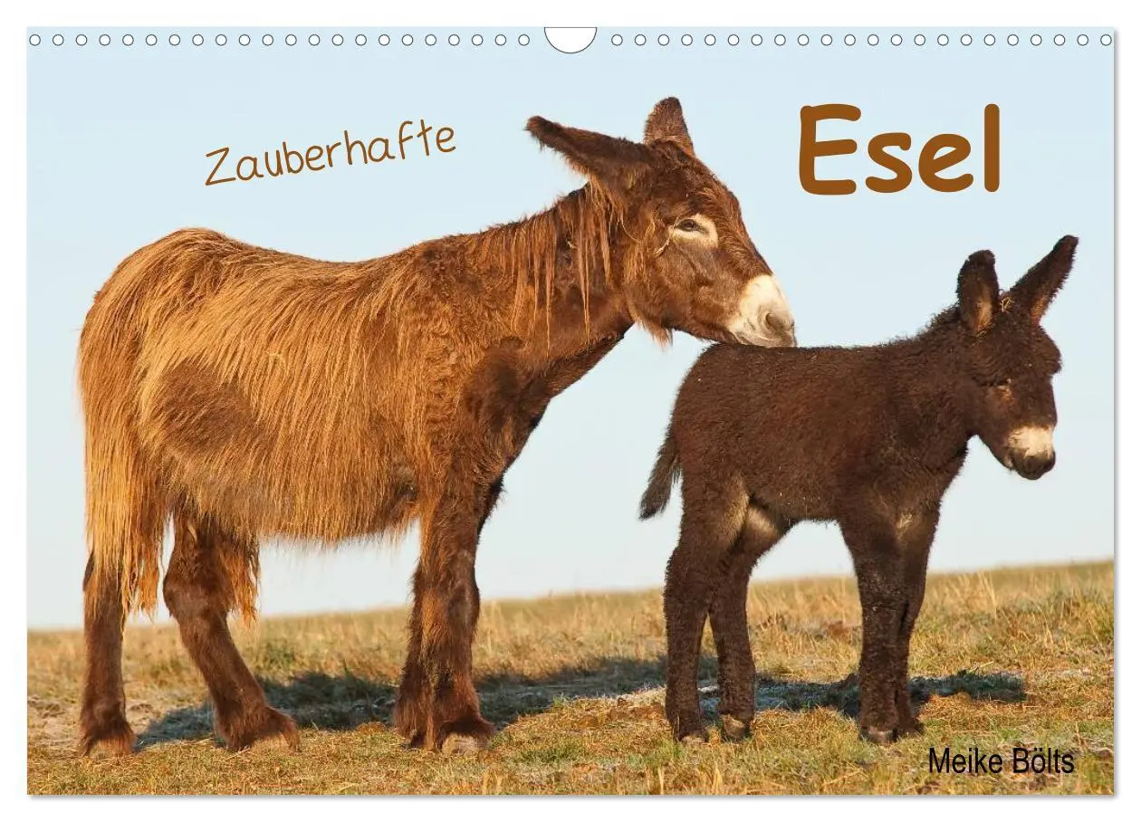 Cover: 9783516054064 | Zauberhafte Esel (Wandkalender 2026 DIN A3 quer), CALVENDO...