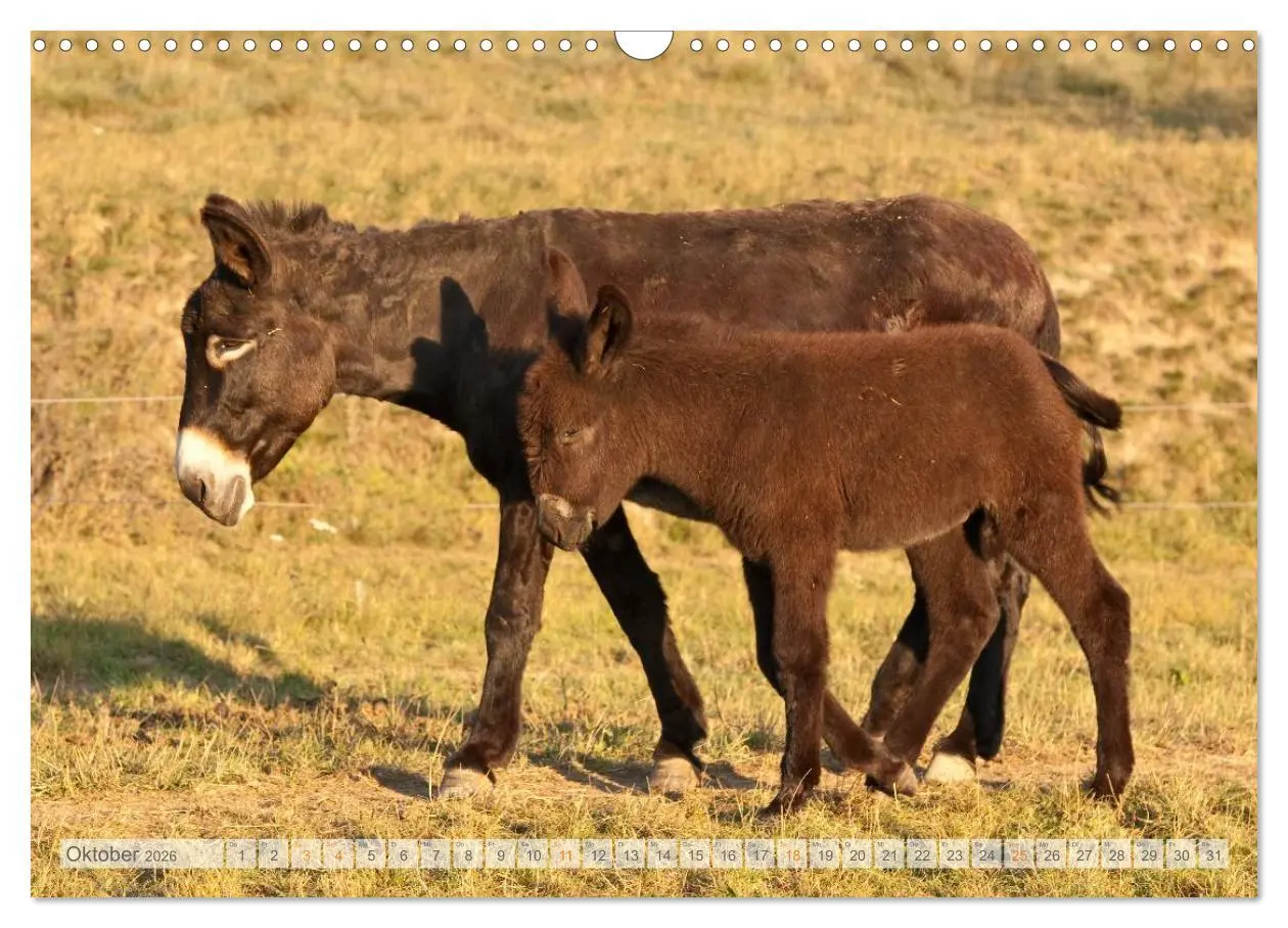 Bild: 9783516054064 | Zauberhafte Esel (Wandkalender 2026 DIN A3 quer), CALVENDO...