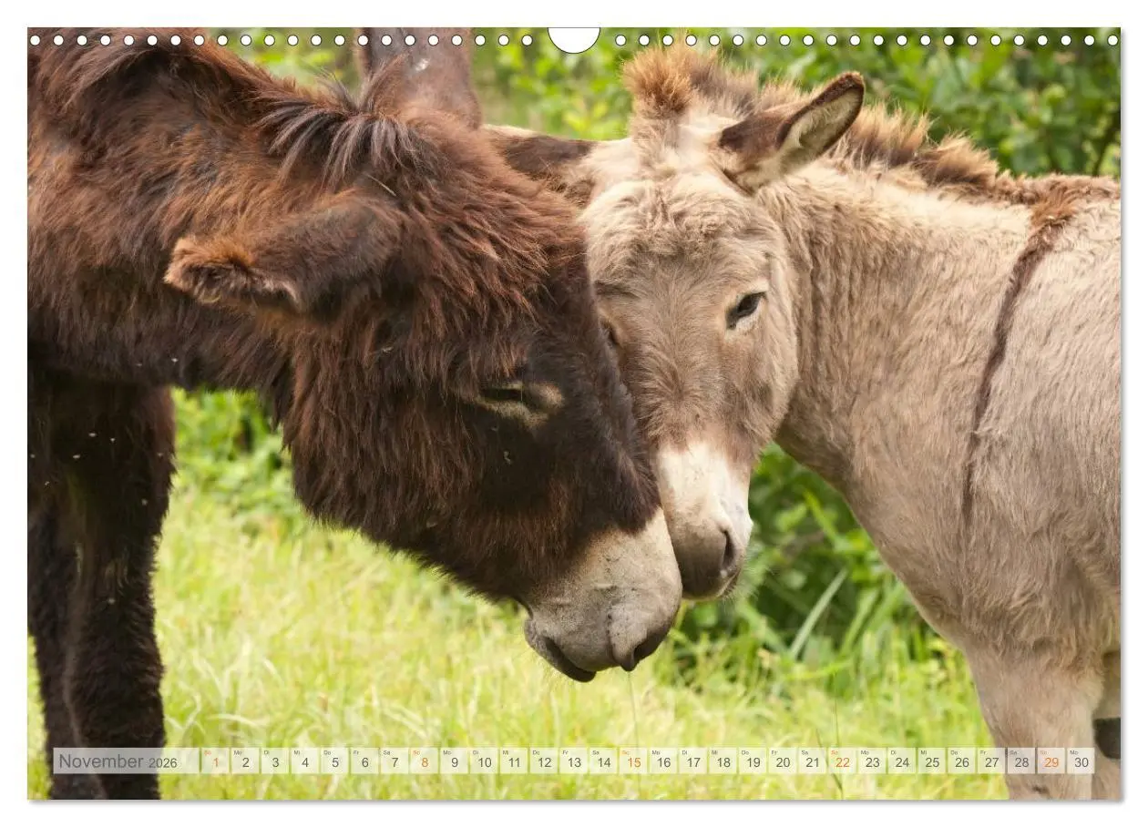 Bild: 9783516054064 | Zauberhafte Esel (Wandkalender 2026 DIN A3 quer), CALVENDO...